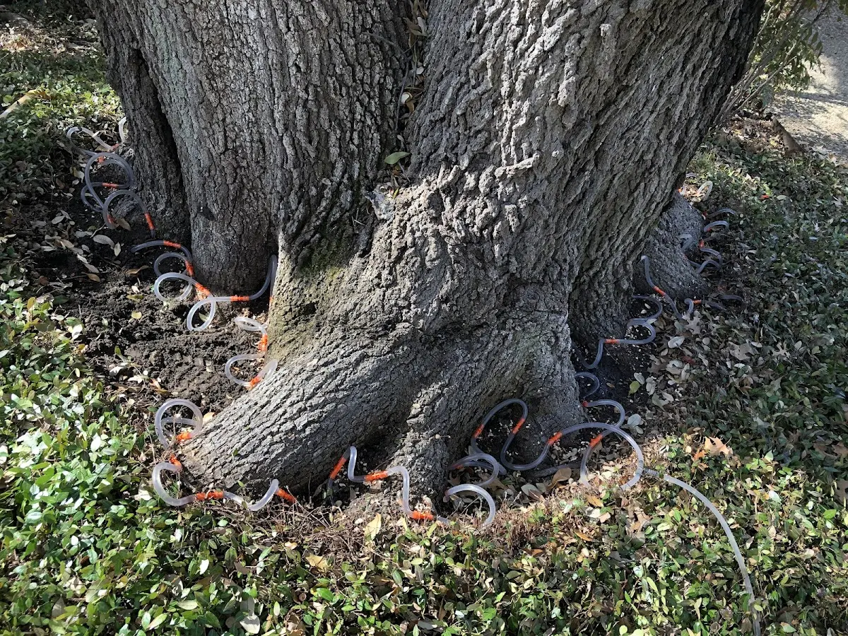 Detailed Tree Cabling and Bracing job site in Shelbyville